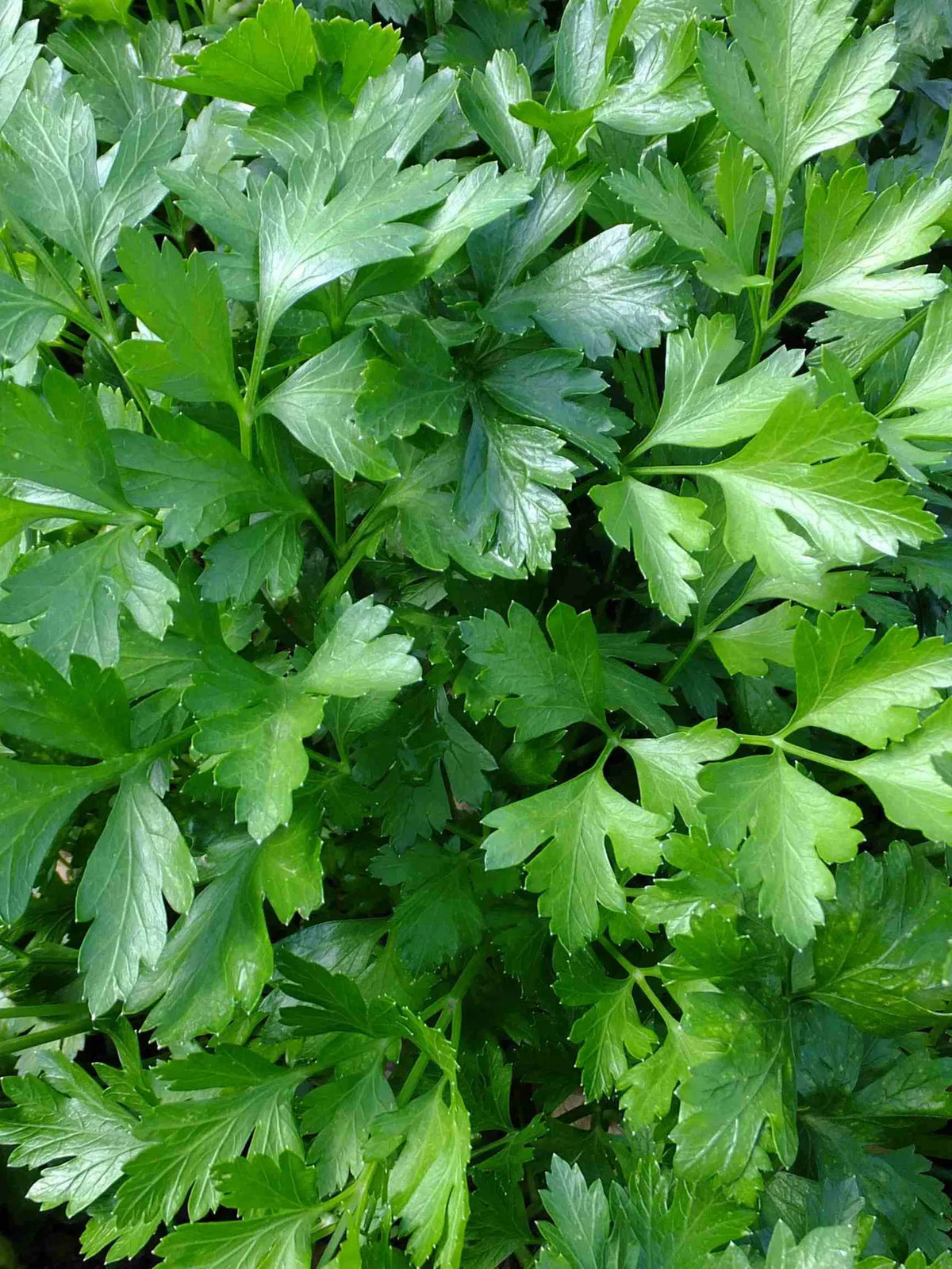 Close-up of green parsley leaves.