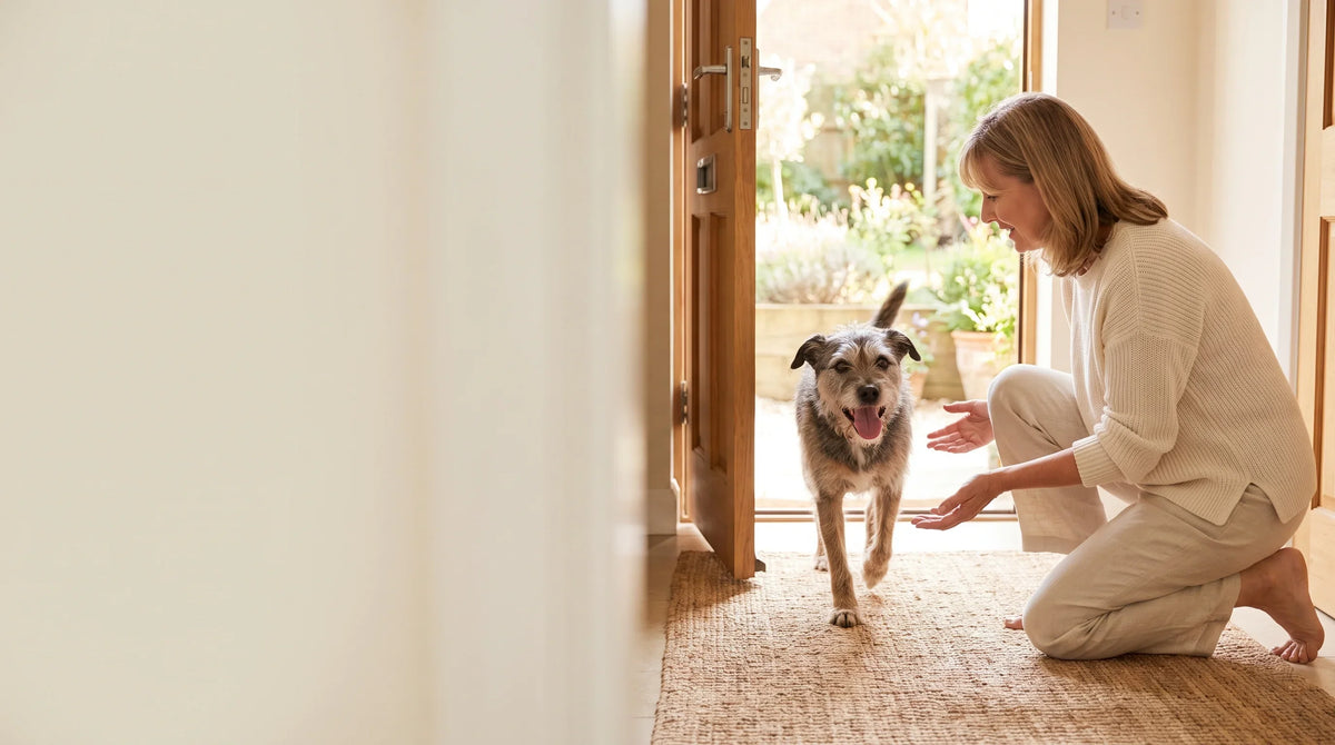 A happy senior terrier trotting in from the garden into its owner's open hands in warm morning light